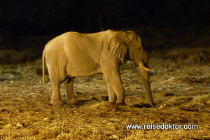 Elefant in der Nacht in Okaukuejo