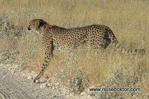 Etoscha Gepard