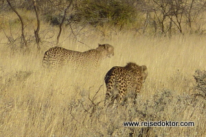 Etoscha Nationalpark Geparden