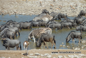 Etoscha Nationalpark Wasserloch