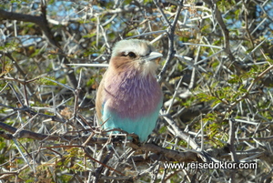 Gabelracke Namibia