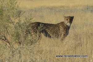 Geparden Etoscha Nationalpark
