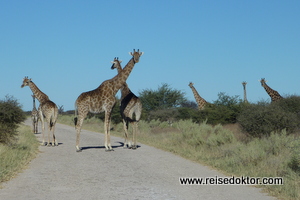 Giraffen auf der Straße im Etoscha