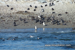 Halifax Island Lüderitz