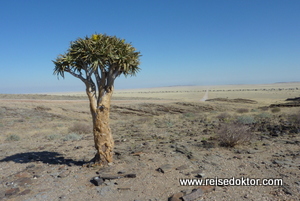 Köcherbaum Namibia