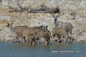 Kudus Etoscha Nationalpark