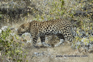 Leopard Etoscha Nationalpark
