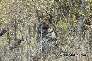 Leopard in Namibia