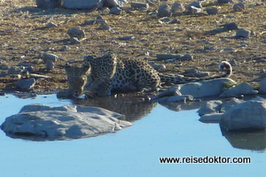 Leopard am Wasserloch