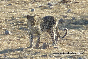 Namibia Leopard