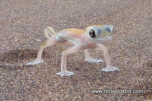 Namibia, Wüsten Gecko