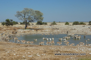 Okaukuejo Wasserloch