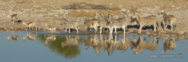 Okaukuejo Wasserloch in Namibia