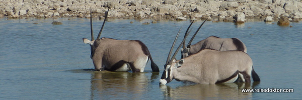 Oryx Antilopen Etoscha