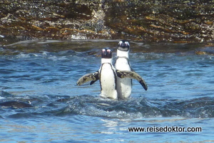 Pinguine auf Halifax Island 