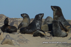 Robbenkolonie am Cape Cross