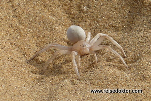 Spinne Swakopmund