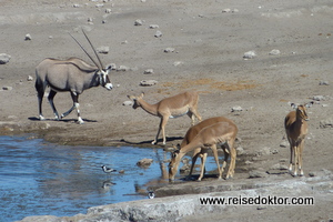 Tiere im Etoscha Nationalpark