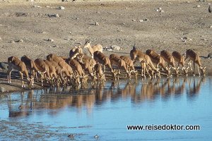 Wasserloch Etoscha Impala-Antilopen