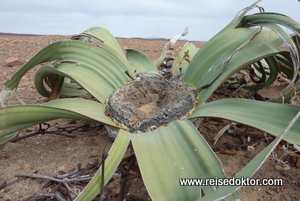 Welwitschia Mirabilis