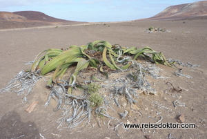 Welwitschia Namibia