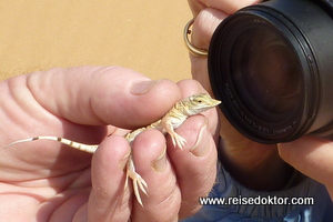 Wüsteneidechse Namibia