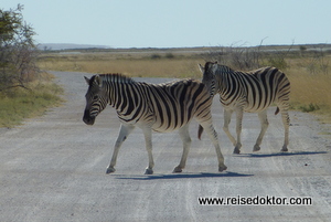 Zebras auf der Strasse im Etoscha