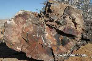 Versteinertes Holz im Petrified Forest National Monument