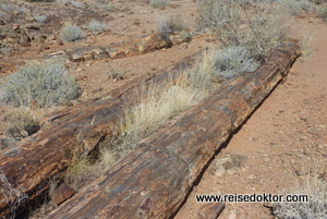 Versteinertes Holz in Namibia