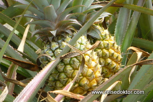 Ananas Plantage