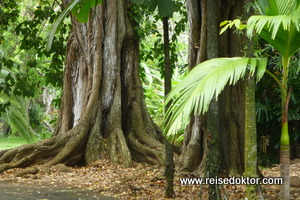 Botanischer Garten Pamplemousses