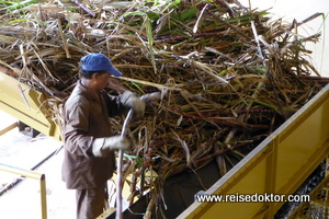 Rumproduktion auf Mauritius