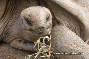 Schildkröten auf Mauritius