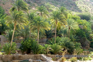 Palmen im Wadi Tiwi