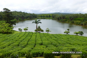 Teeplantage auf Mauritius