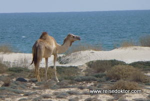 Kamel am Strand