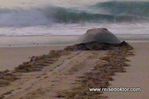 Schildkröten in Ras al-Jinz