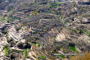 Terrassenfelder Jebel Akhdar