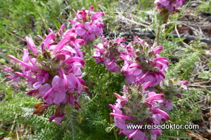 Blumen in der Mongolei