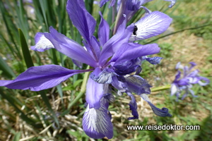 Blumen in der Mongolei