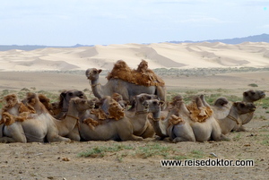 Kamele in der Mongolei