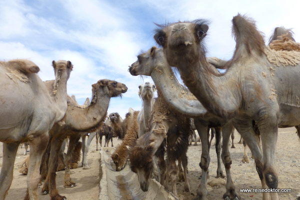 Kamelherde in der Mongolei