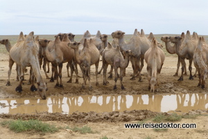 Kamelherde in der Mongolei