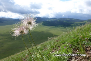 Mongolei - Blumen