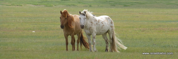 Pferde in der Mongolei