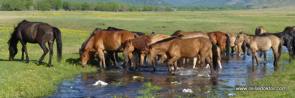 Pferde in der Mongolei