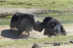 Yaks in der Mongolei