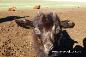 Ziege in der Mongolei