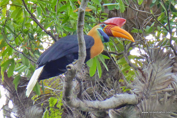 Hornvogel Sulawesi