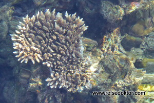 Korallen Sulawesi